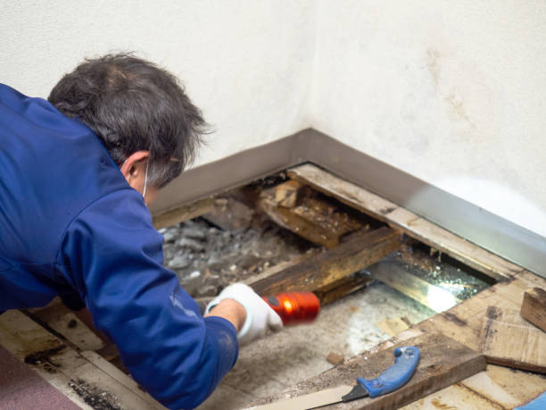 Best Crawl Space Mold Removal  in Bainbridge, GA